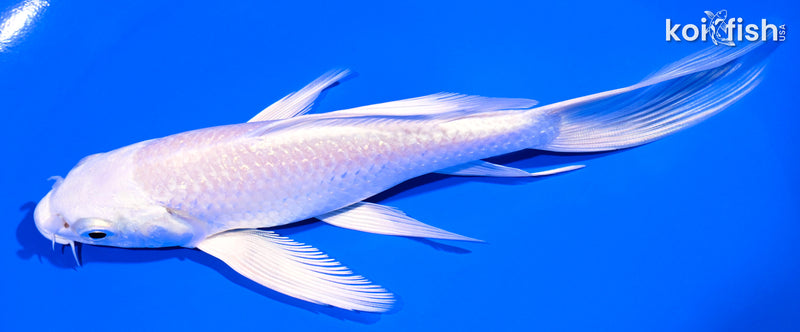 6" PLATINUM OGON BUTTERFLY