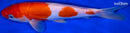 9.75" DOITSU KOHAKU