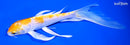7.75" GINRIN LEMON HARIWAKE BUTTERFLY