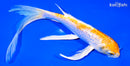 7.75" GINRIN LEMON HARIWAKE BUTTERFLY