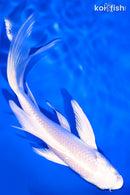 6" PLATINUM OGON BUTTERFLY