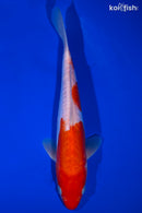 9.75" DOITSU KOHAKU