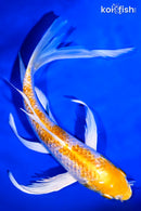 7.75" GINRIN LEMON HARIWAKE BUTTERFLY