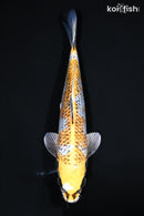 12.25" GINRIN KUJAKU
