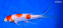 6.75" GINRIN KOHAKU BUTTERFLY