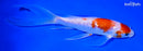 6.75" GINRIN KOHAKU BUTTERFLY