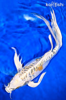 12.25" KIN KIKOKURYU BUTTERFLY