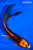 5.5" ORENJI MATSUBA BUTTERFLY