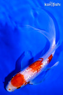 6.75" GINRIN KOHAKU BUTTERFLY