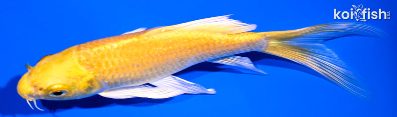 5.75" YAMABUKI OGON BUTTERFLY