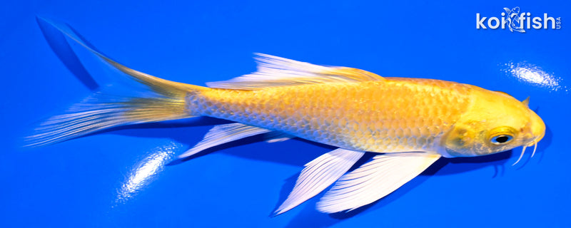 5.75" YAMABUKI OGON BUTTERFLY