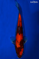 9.75" HI SHOWA