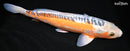 15.75" HI SHUSUI