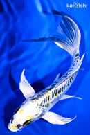 7.25" KIN KIKOKURYU BUTTERFLY