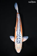 15.75" HI SHUSUI
