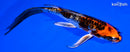 7.5" GINRIN BENI KIKOKURYU BUTTERFLY