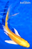 5.75" YAMABUKI OGON BUTTERFLY