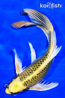 11.75" KI MATSUBA BUTTERFLY