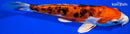 9" HEISEI NISHIKI