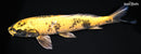 15.5" KI UTSURI