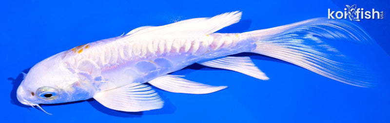 6.25" DOITSU HARIWAKE BUTTERFLY