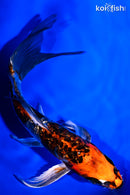 7.5" GINRIN BENI KIKOKURYU BUTTERFLY