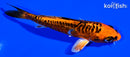 4.25" DOITSU ORENJI MATSUBA
