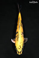 15.5" KI UTSURI