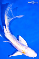 6.25" DOITSU HARIWAKE BUTTERFLY