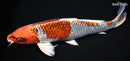 15.25" BENI GINGA