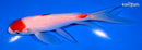 6.75" KOHAKU BUTTERFLY