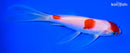 6.75" KOHAKU BUTTERFLY