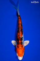 9" HEISEI NISHIKI