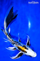 11.5" BENI KIKOKURYU BUTTERFLY