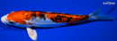 9" HEISEI NISHIKI
