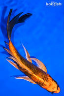 7.25" KIN HI UTSURI BUTTERFLY