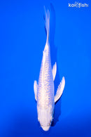 5.75" GINRIN PLATINUM OGON BUTTERFLY