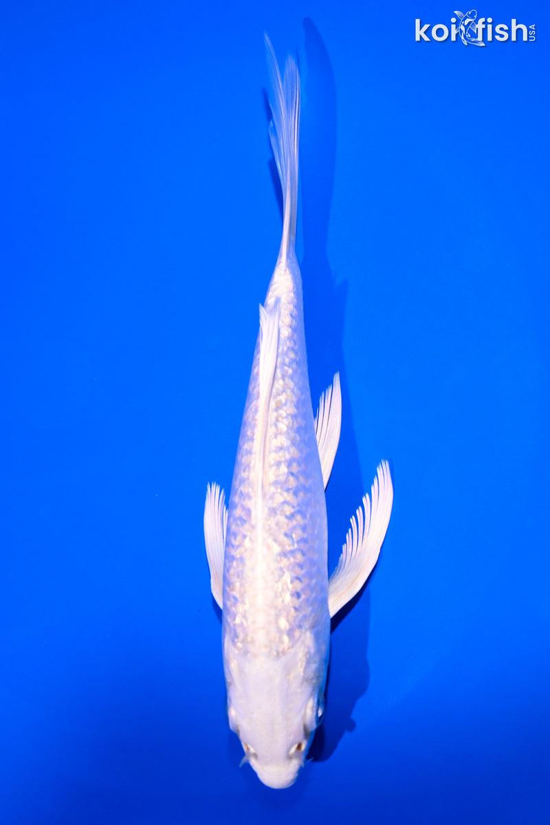 5.75" GINRIN PLATINUM OGON BUTTERFLY