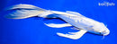 11.25" DOITSU PLATINUM OGON BUTTERFLY