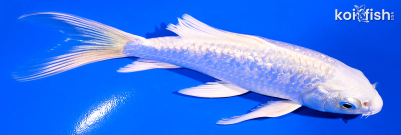 5.75" GINRIN PLATINUM OGON BUTTERFLY