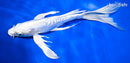 11.25" DOITSU PLATINUM OGON BUTTERFLY
