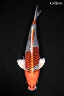 15.25" BENI GINGA