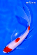 6.75" KOHAKU BUTTERFLY