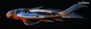 6.75" HI SHUSUI BUTTERFLY