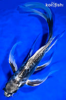 10.25" KIKOKURYU BUTTERFLY