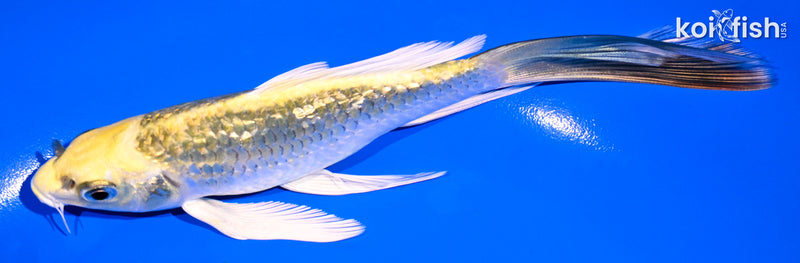 6" GINRIN KI MATSUBA BUTTERFLY