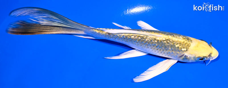 6" GINRIN KI MATSUBA BUTTERFLY