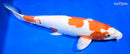 16" KIKUSUI