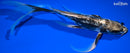 10.25" KIKOKURYU BUTTERFLY