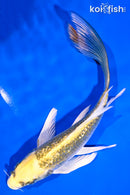 6" GINRIN KI MATSUBA BUTTERFLY